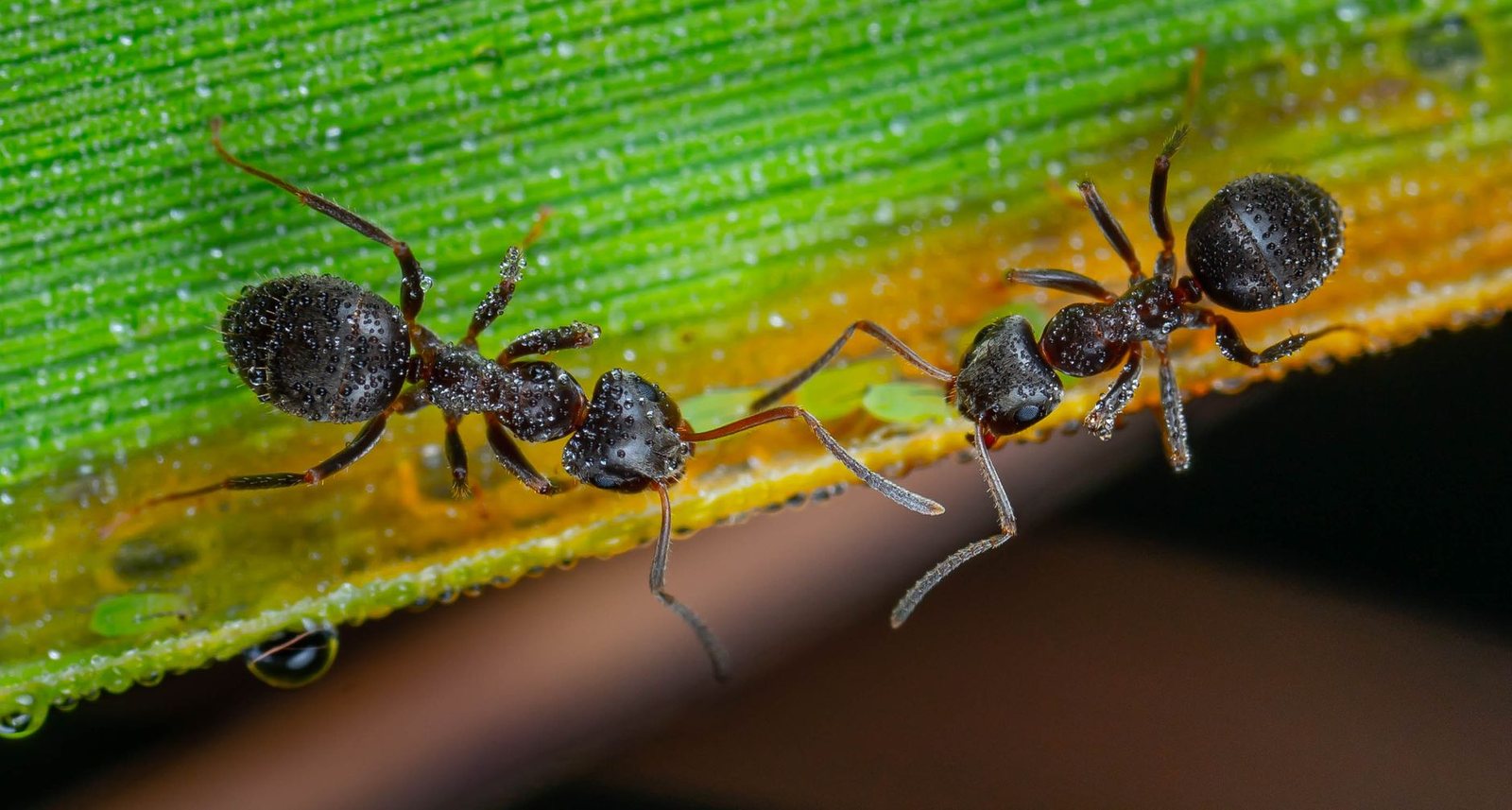 Ant Control